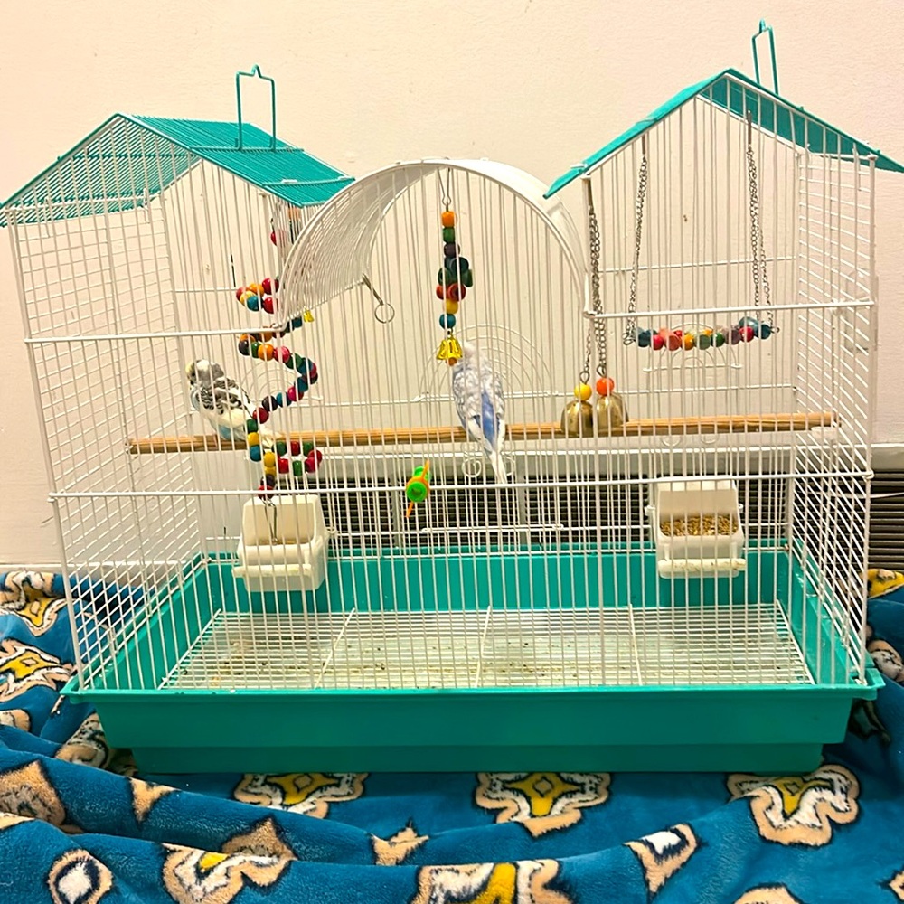 For 2 birds and including with everything and the cage will be $100
